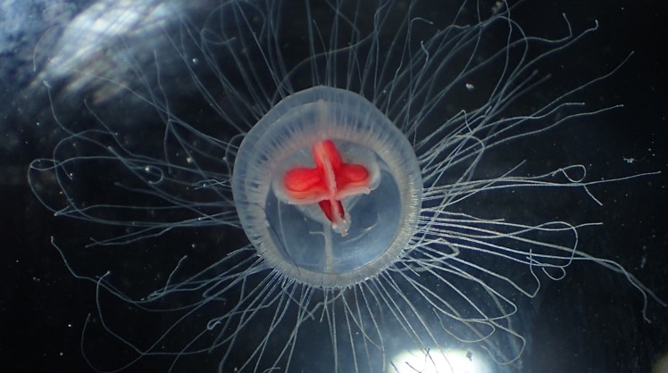 Die mit der Turritopsis dohrnii eng verwandte Turritopsis rubra ist nicht untersterblich. Deshalb haben spanische Wissenschaftler jetzt die Genome der beiden Quallen-Arten verglichen und sind dabei auf erstaunliche Erkenntnisse gestoßen. © Tony Wills/CC-BY-SA-4.0